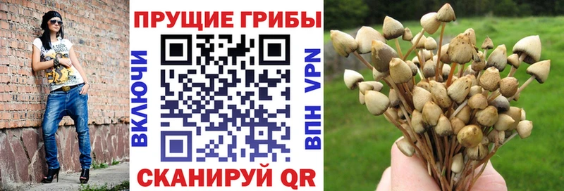 Галлюциногенные грибы мицелий  где купить наркотик  Пойковский 